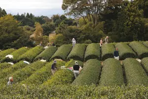 Pickers working between long curved rows of tea bushes in a Japanese tea garden, woodland behind them.