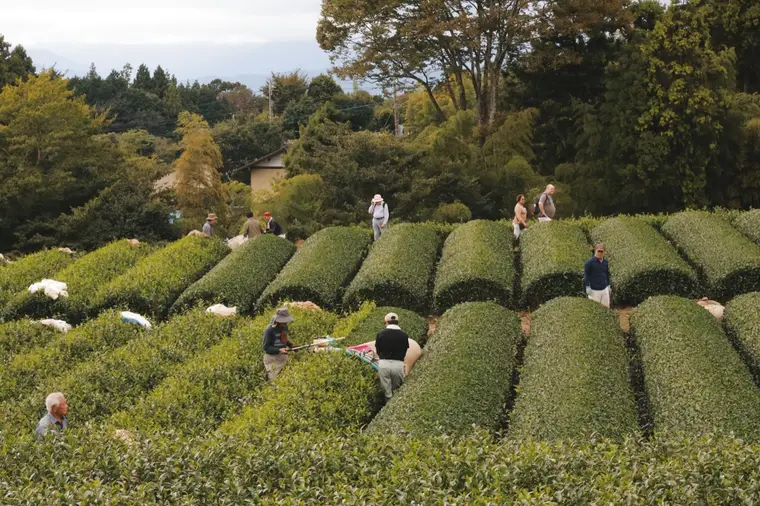 Pickers working between long curved rows of tea bushes in a Japanese tea garden, woodland behind them.