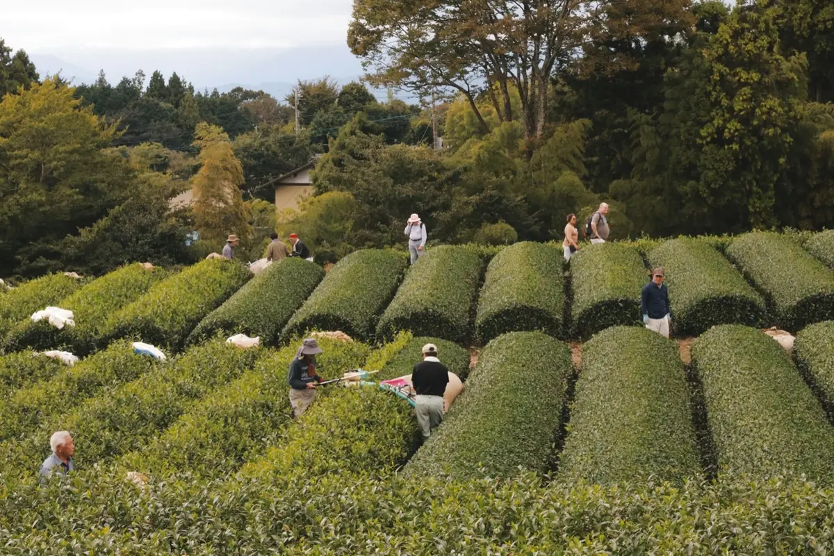 Pickers working between long curved rows of tea bushes in a Japanese tea garden, woodland behind them.