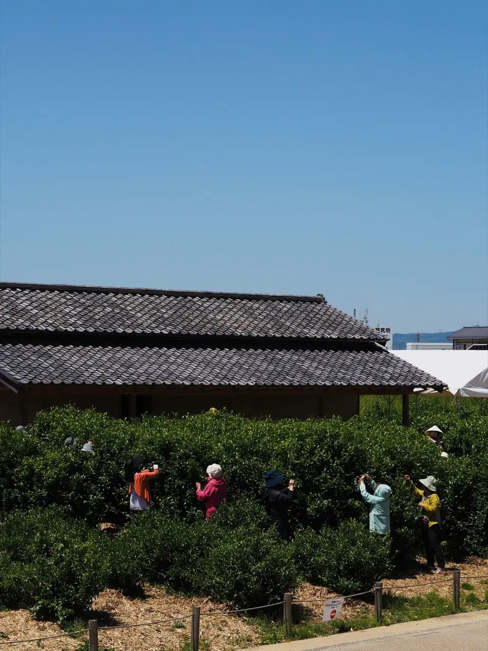 Pickers in sun hats moving through waist-high tea bushes, with the tiled roof of a farm building behind them.