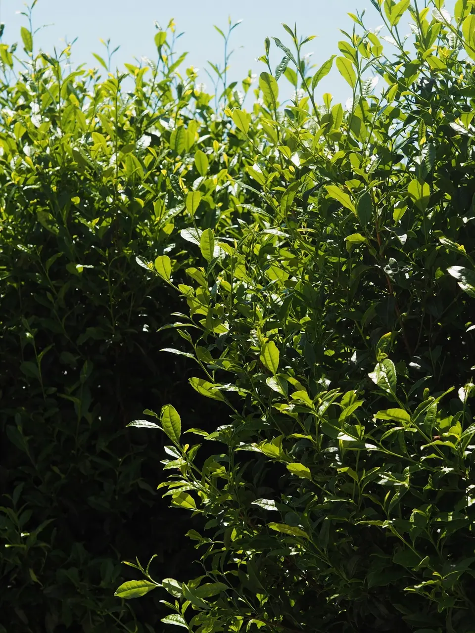 A tea bush in close view, its new leaves a lighter green than the older ones beneath.