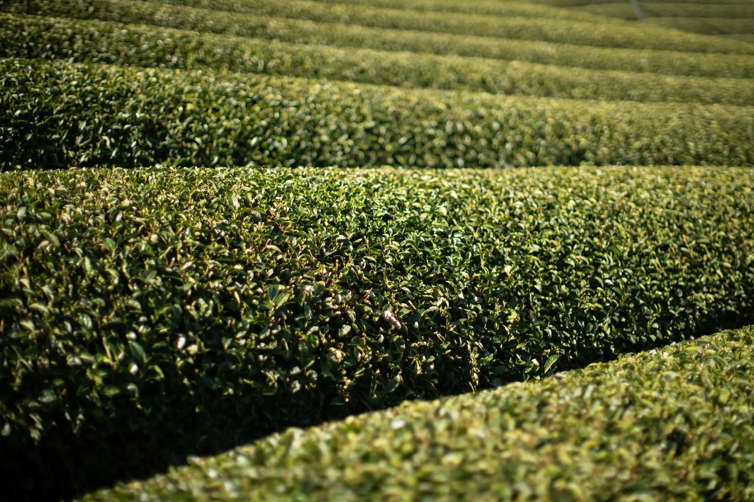 Curved rows of clipped tea bushes running across a hillside, each row a solid band of green.